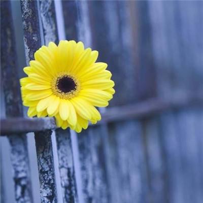 leyu·乐鱼(中国)体育下载手机版