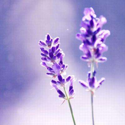 乐虎国际手机app下载截图